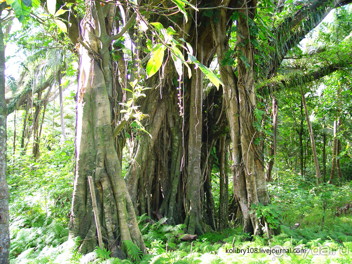 Водопад острова Танна (Вануату).