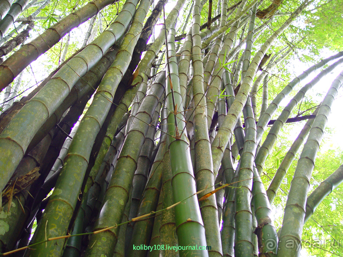 Вануату- страна счастья.