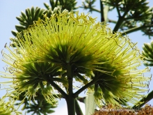 Вануату- страна счастья.