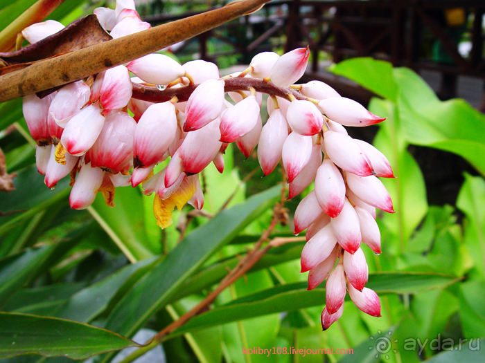 Вануату- страна счастья.