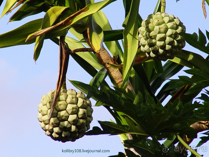 Вануату- страна счастья.