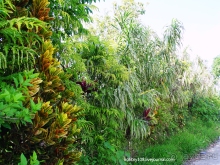 Вануату- страна счастья.