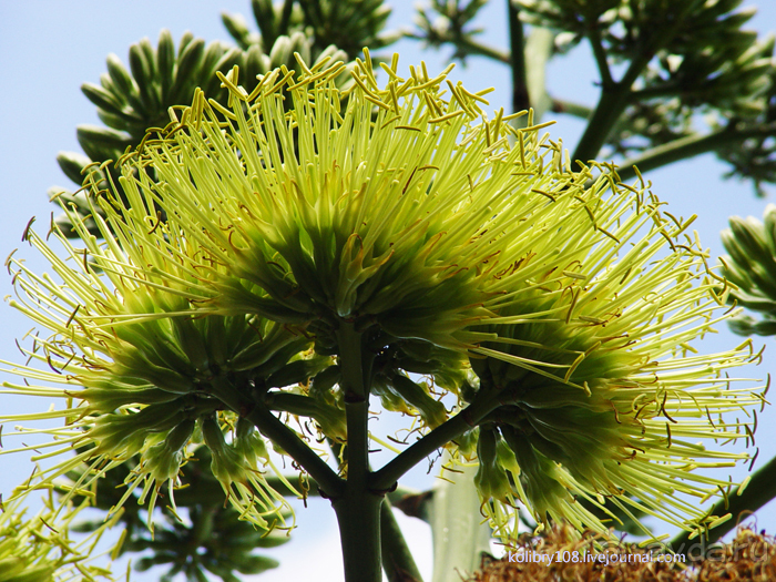 Вануату- страна счастья.