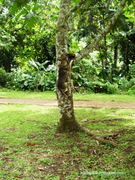 Вануату- страна счастья.
