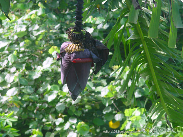 «Сафари 4х4» плюс МК по окраске парео (остров Бора-Бора).