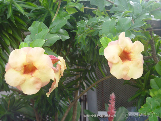 «Сафари 4х4» плюс МК по окраске парео (остров Бора-Бора).