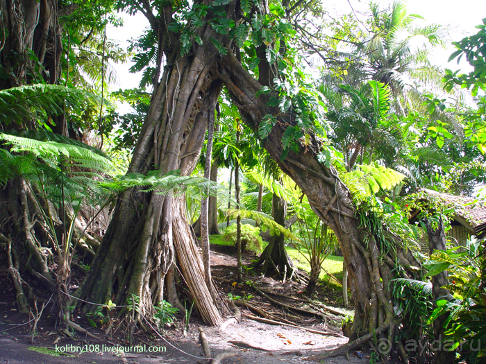 Вулкан Ясур (остров Танна). Вануату.
