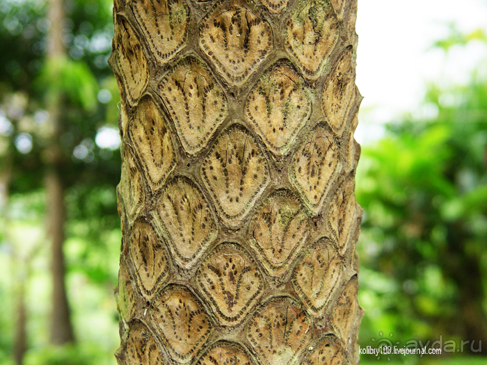 Вулкан Ясур (остров Танна). Вануату.