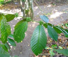 БАЛИ - часть вторая.