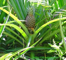 БАЛИ - часть вторая.