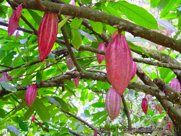 БАЛИ - часть вторая.