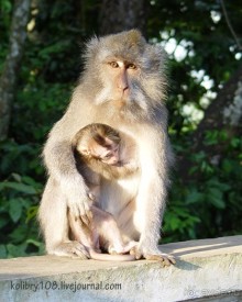 БАЛИ - часть вторая.