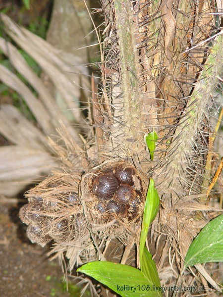 БАЛИ - часть вторая.