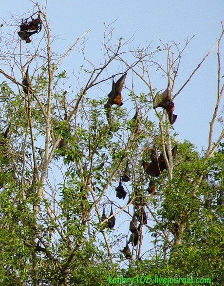 БАЛИ - часть вторая.