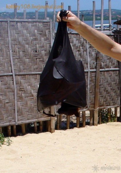 БАЛИ - часть вторая.