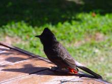 Остров Маарэ или «что такое хорошо и что такое плохо» (Французская Полинезия).