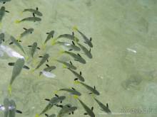 Остров Маарэ или «что такое хорошо и что такое плохо» (Французская Полинезия).