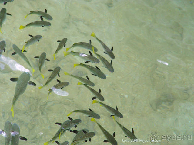 Остров Маарэ или «что такое хорошо и что такое плохо» (Французская Полинезия).