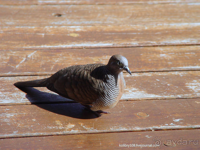 Остров Маарэ или «что такое хорошо и что такое плохо» (Французская Полинезия).