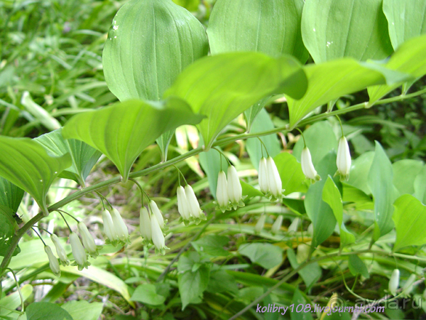 Абхазия - любовь моя. Гегский водопад.