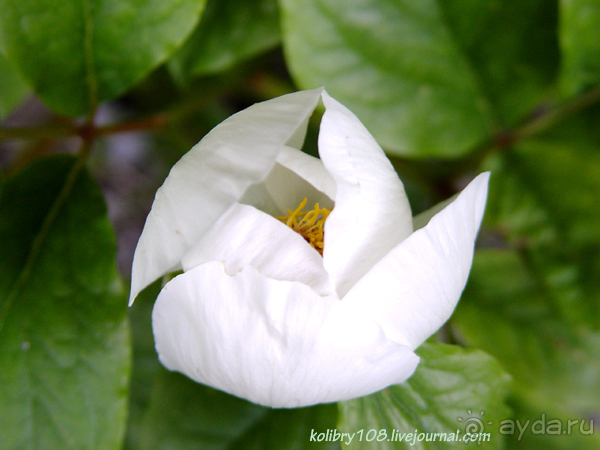 Абхазия - любовь моя. Гегский водопад.