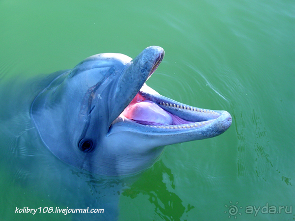 Абхазия - любовь моя. Гегский водопад.