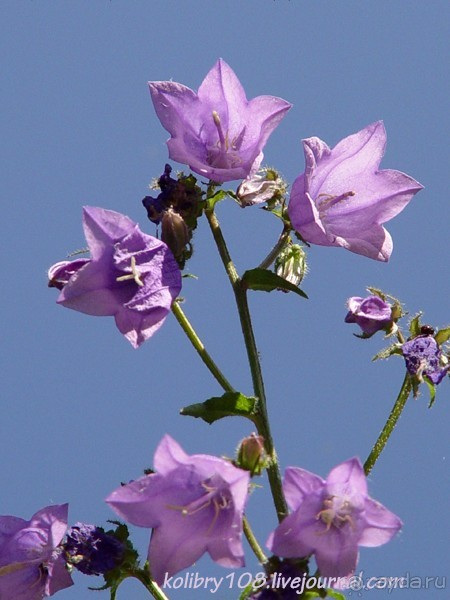 Абхазия - любовь моя. Гегский водопад.