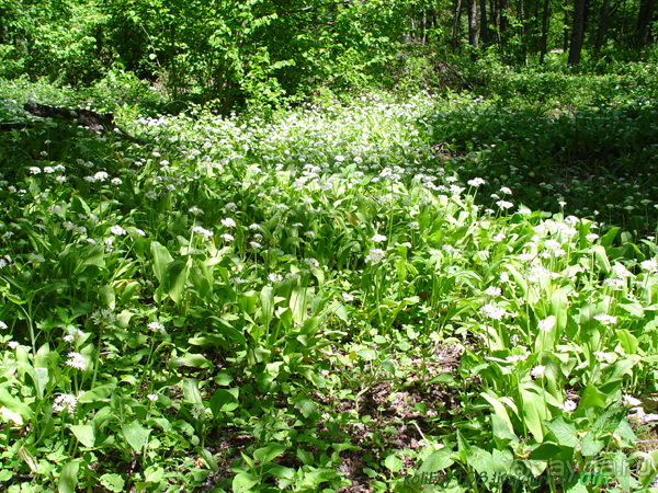 Абхазия - любовь моя. Гегский водопад.