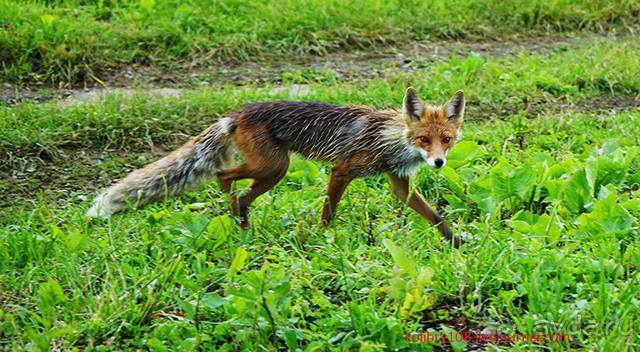 Клумбочка (и про лису Люську)