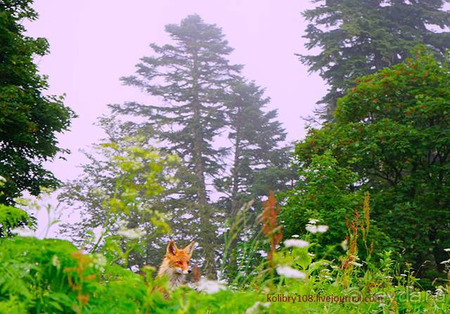 Клумбочка (и про лису Люську)