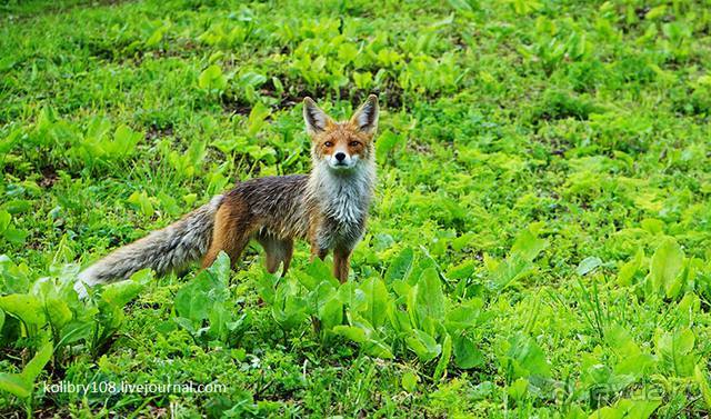 Клумбочка (и про лису Люську)