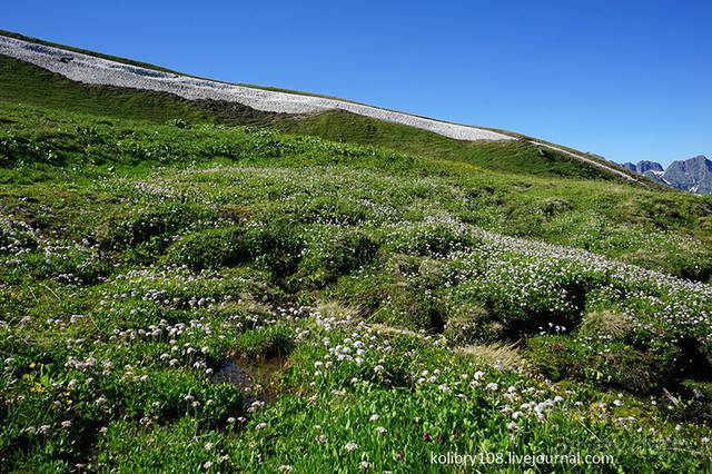 Клумбочка (и про лису Люську)