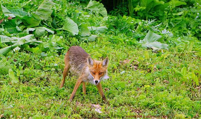 Клумбочка (и про лису Люську)