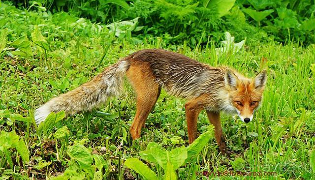 Клумбочка (и про лису Люську)