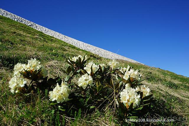 Клумбочка (и про лису Люську)