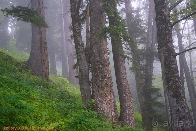 Клумбочка (и про лису Люську)