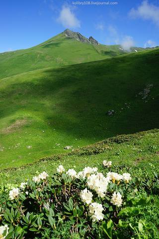 Клумбочка (и про лису Люську)
