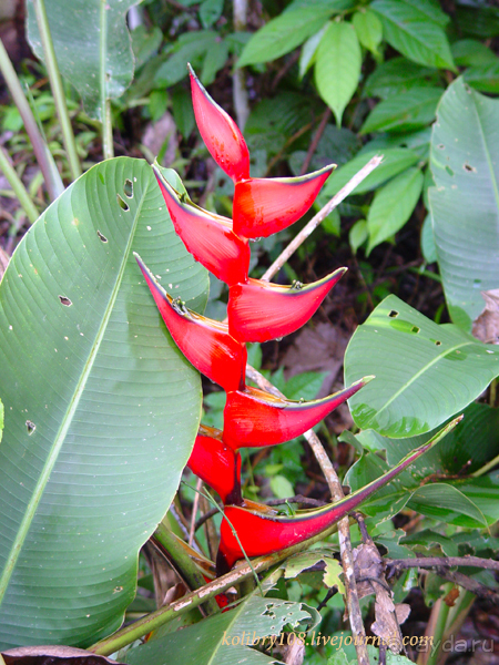 Эквадор (часть вторая)