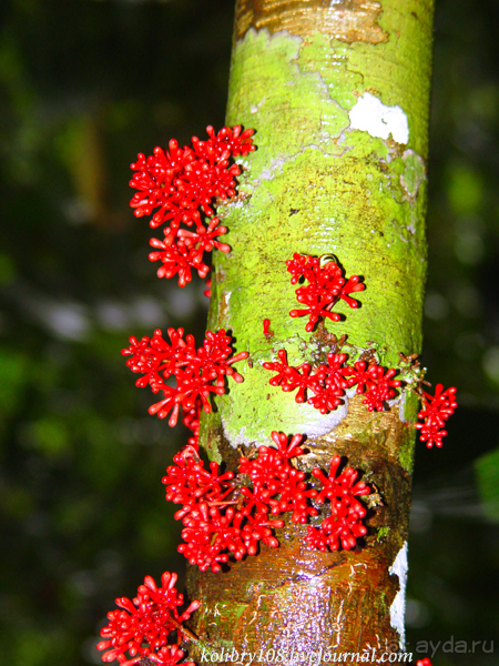 Эквадор (часть вторая)