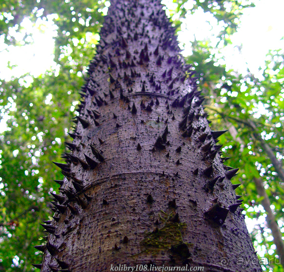 Эквадор (часть вторая)