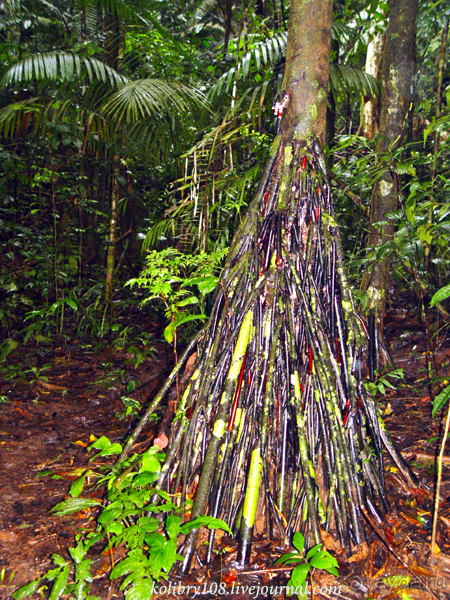 Эквадор (часть вторая)