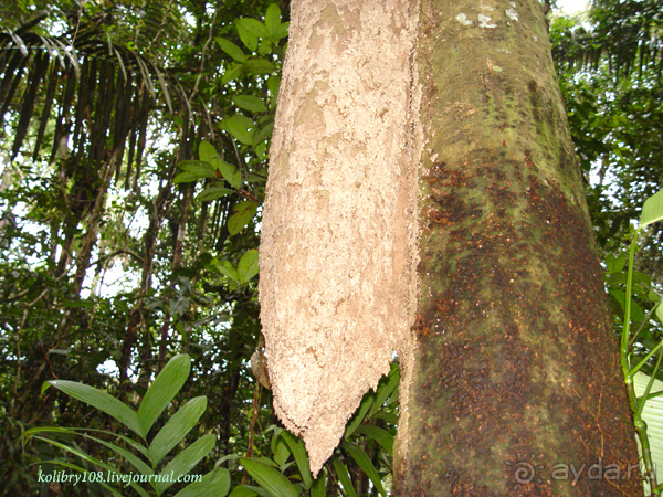 Эквадор (часть вторая)