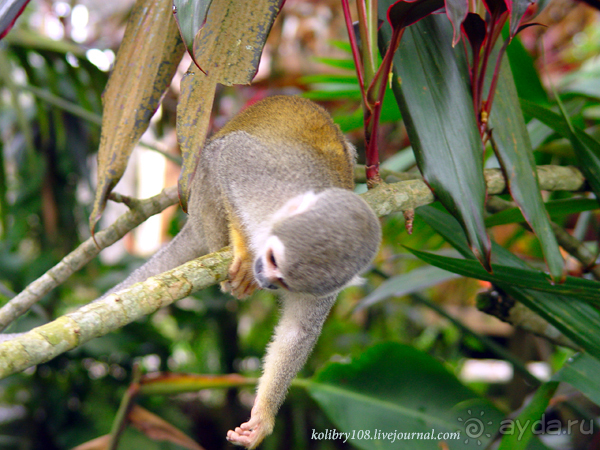 Эквадор (часть вторая)