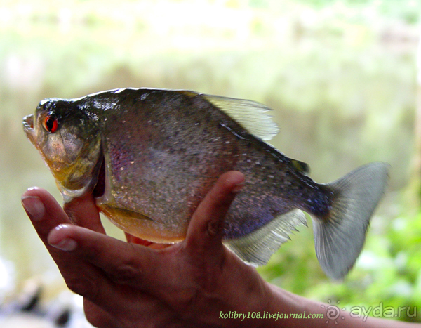 Эквадор (часть вторая)