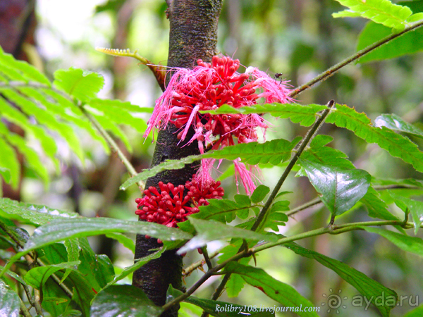 Эквадор (часть вторая)