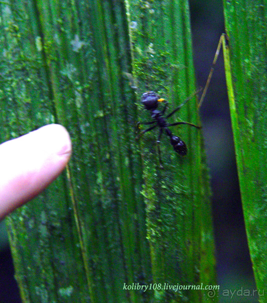 Эквадор (часть вторая)