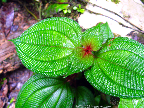 Эквадор (часть вторая)