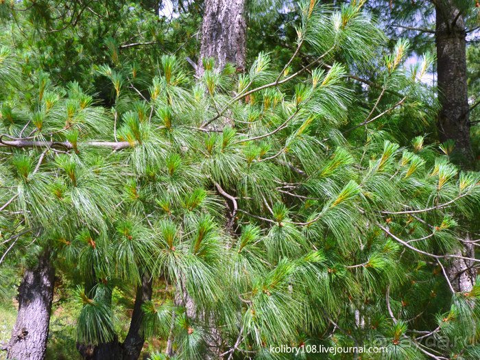 Бутан - Страна Счастливых Людей.