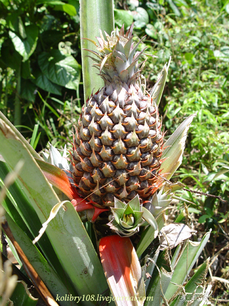 Эквадор (часть третья)