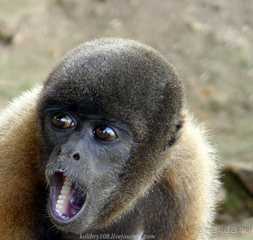 Эквадор (часть третья)